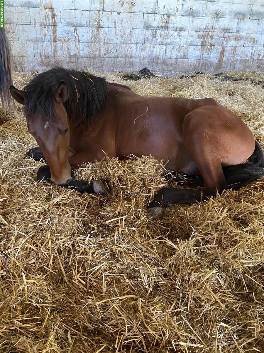 Bild 6: 2-jähriger Lusitano Hengst zu verkaufen