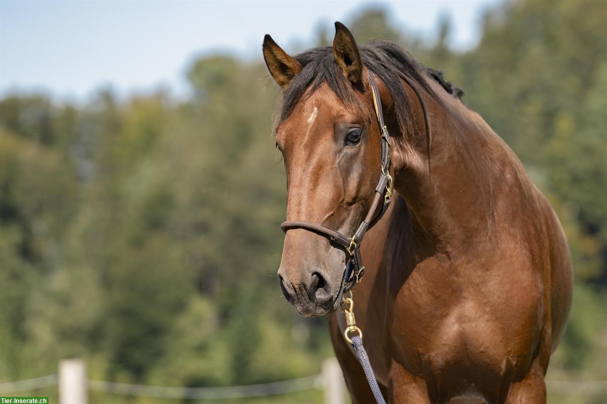 Bild 7: 2-jähriger Lusitano Hengst zu verkaufen