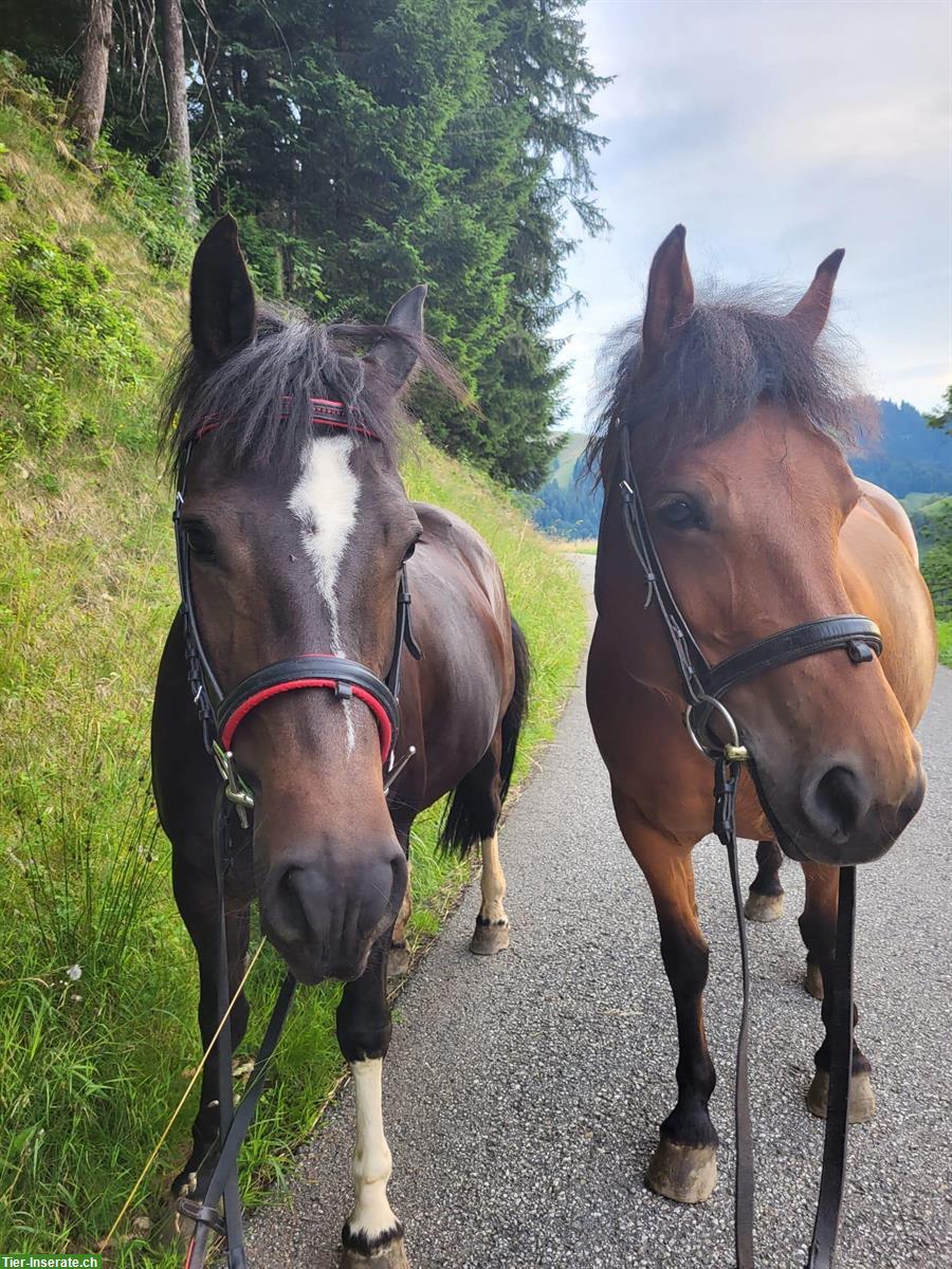 Biete Reitbeteiligung für Freiberger in Schüpfheim LU