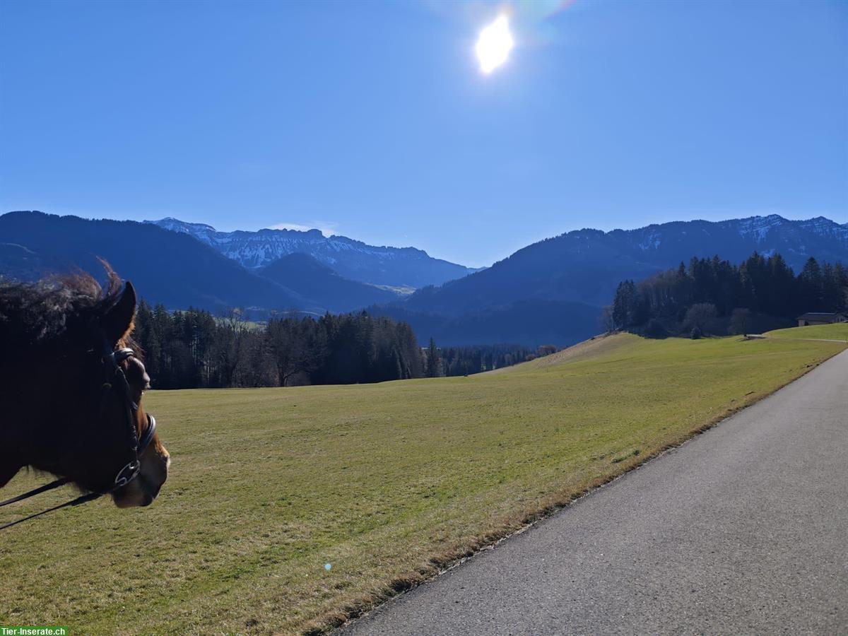 Bild 2: Biete Reitbeteiligung für Freiberger in Schüpfheim LU