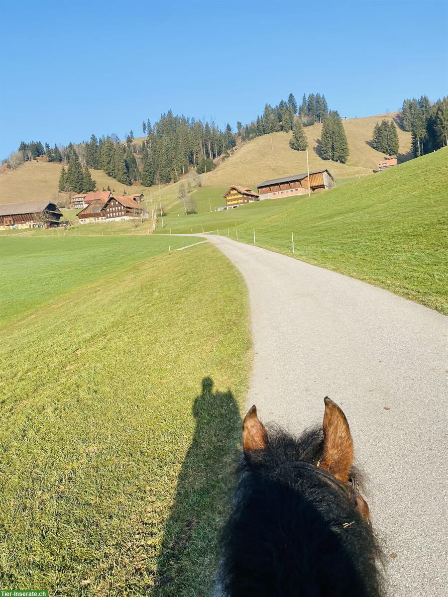 Bild 3: Biete Reitbeteiligung für Freiberger in Schüpfheim LU