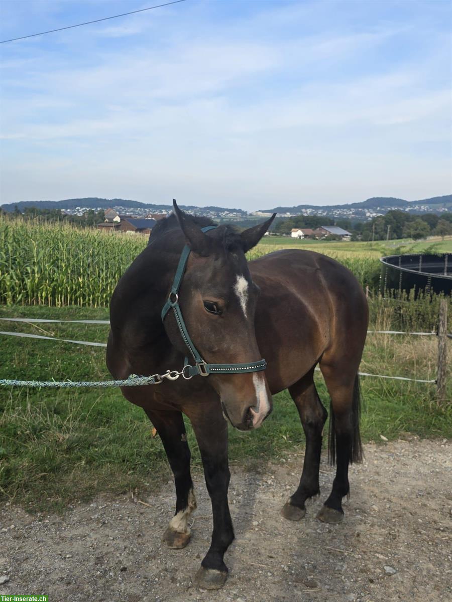 Elli eine 3-jährige Freiberger Stute zum Liebhaben