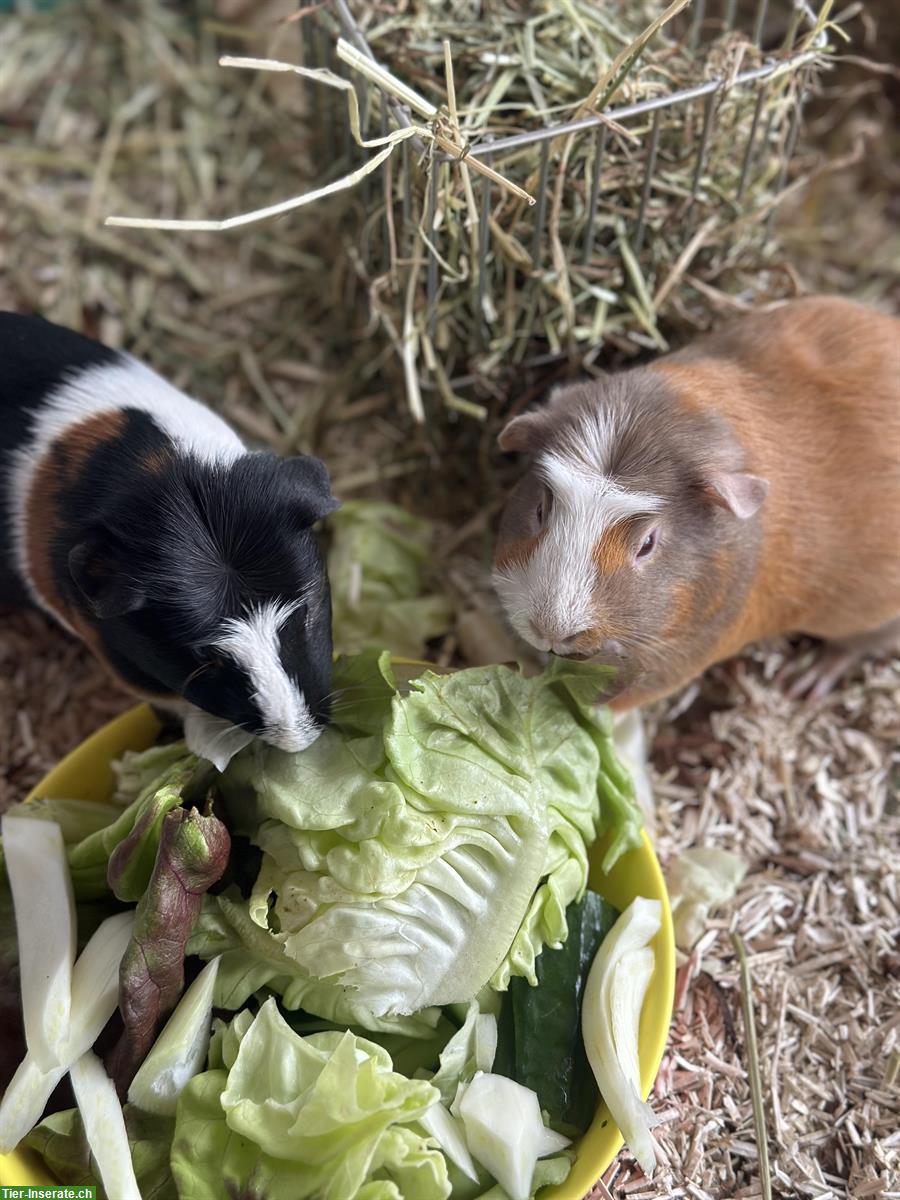 Bild 3: Tierbetreuung Zuhause mit Herz | Katzen & Kleintierbetreuug