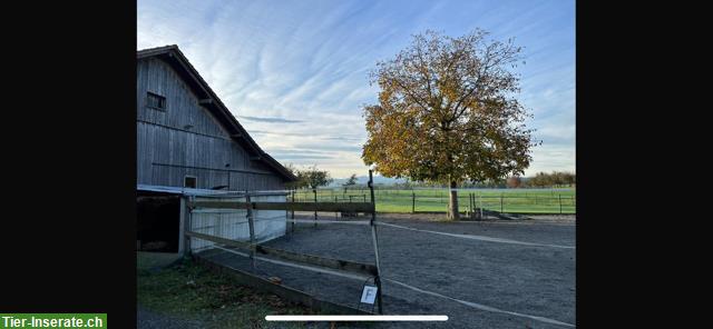 Bild 4: Suchen Beistellpony/Pferd ans Futter für 2 - 3 Monate oder Pensionär