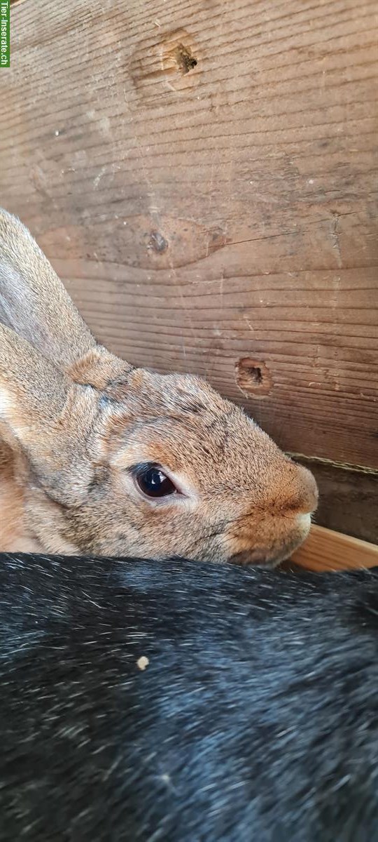 Bild 4: Havanna Kaninchen zu verkaufen