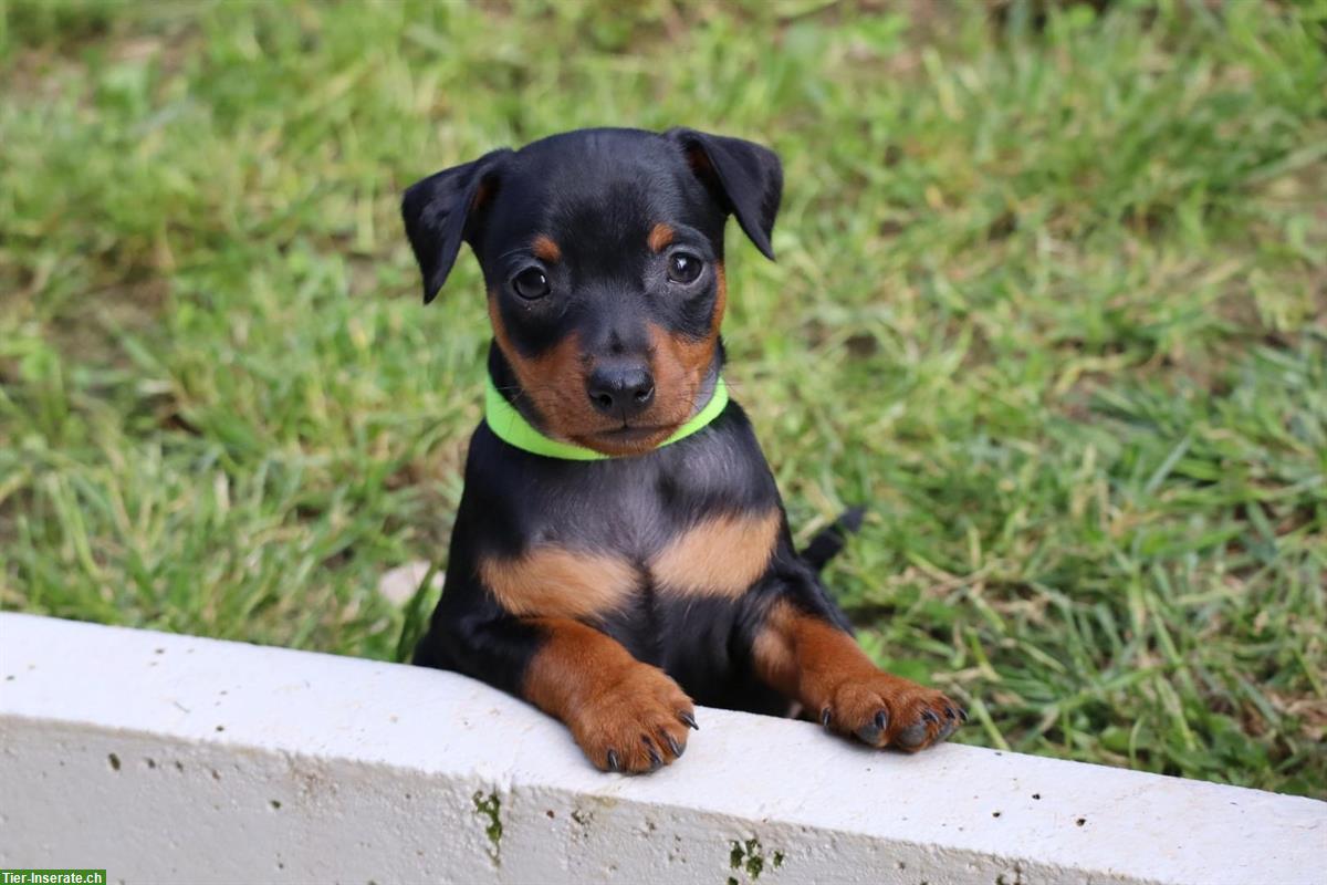 Zwergpinscher Welpen suchen liebes Zuhause