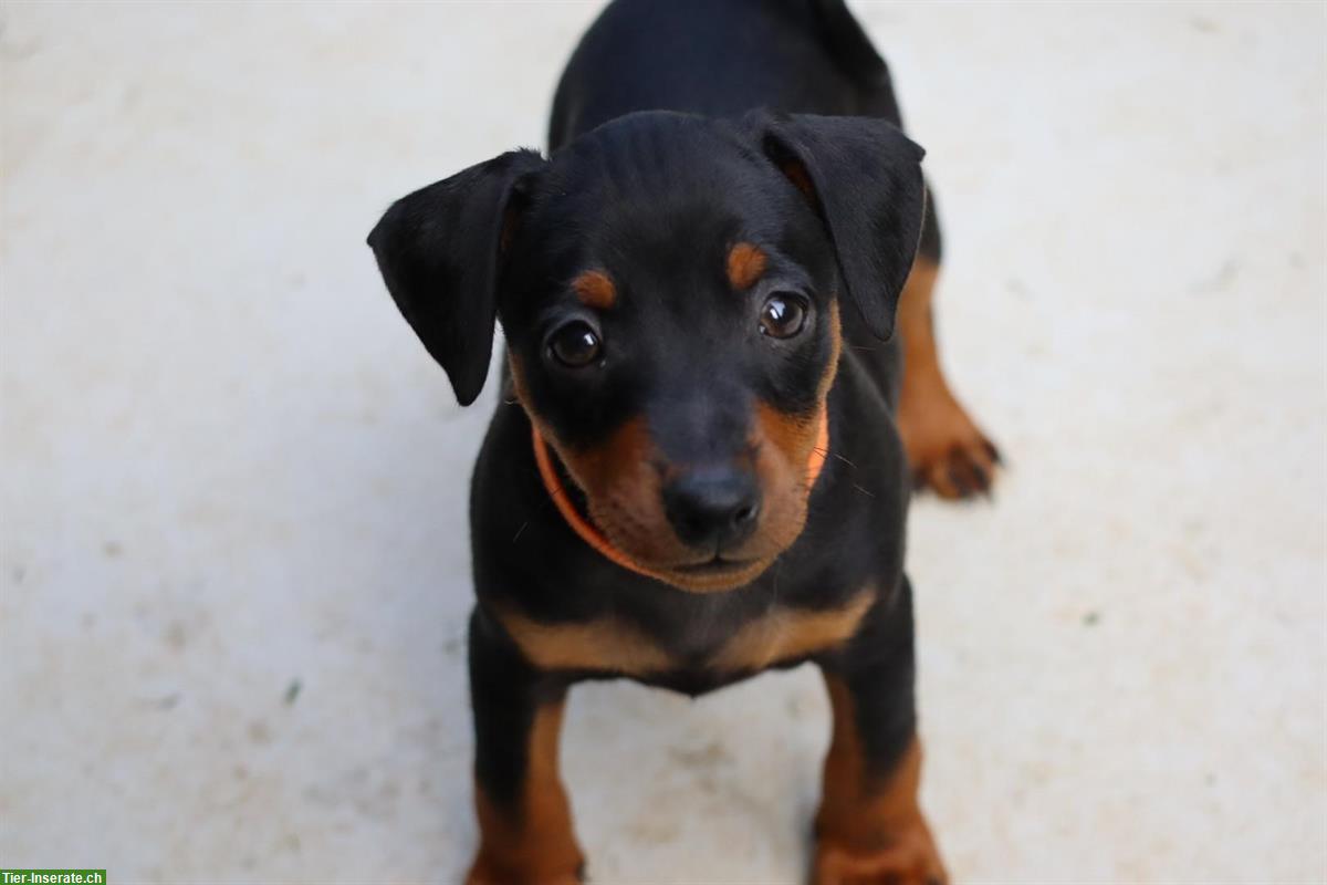 Bild 2: Zwergpinscher Welpen suchen liebes Zuhause