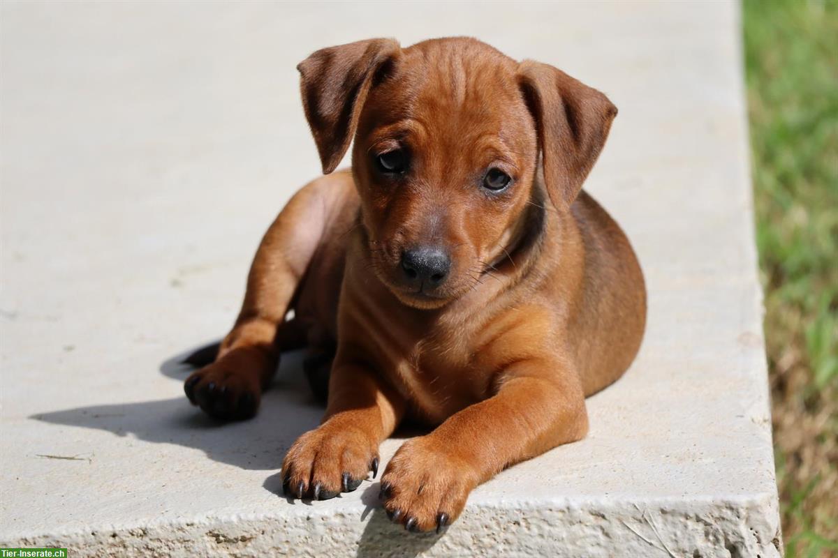 Bild 3: Zwergpinscher Welpen suchen liebes Zuhause