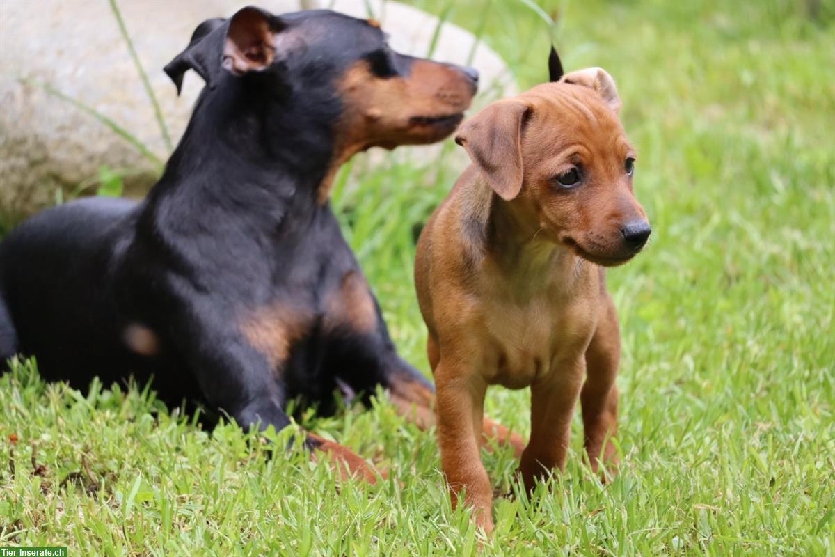 Bild 5: Zwergpinscher Welpen suchen liebes Zuhause