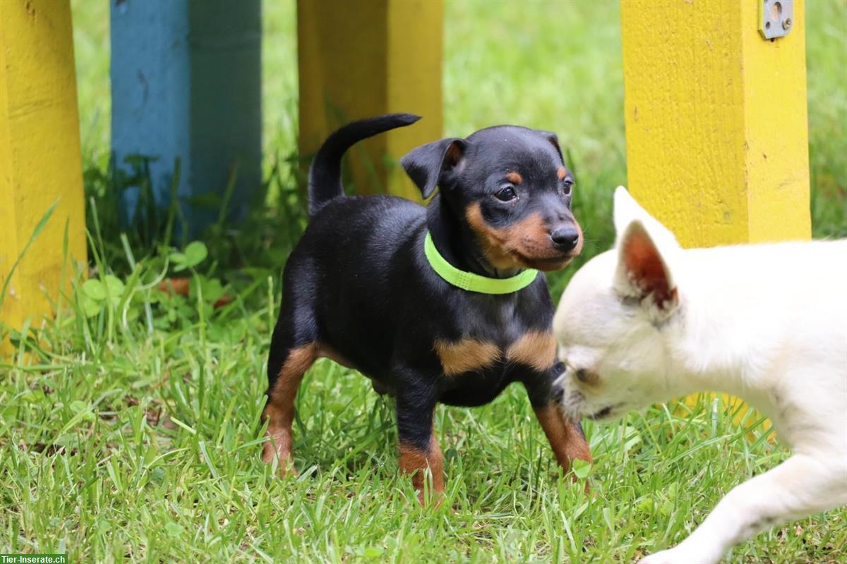 Bild 6: Zwergpinscher Welpen suchen liebes Zuhause