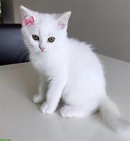 Britisch Kurzhaar Kitten, weiblich, weiss