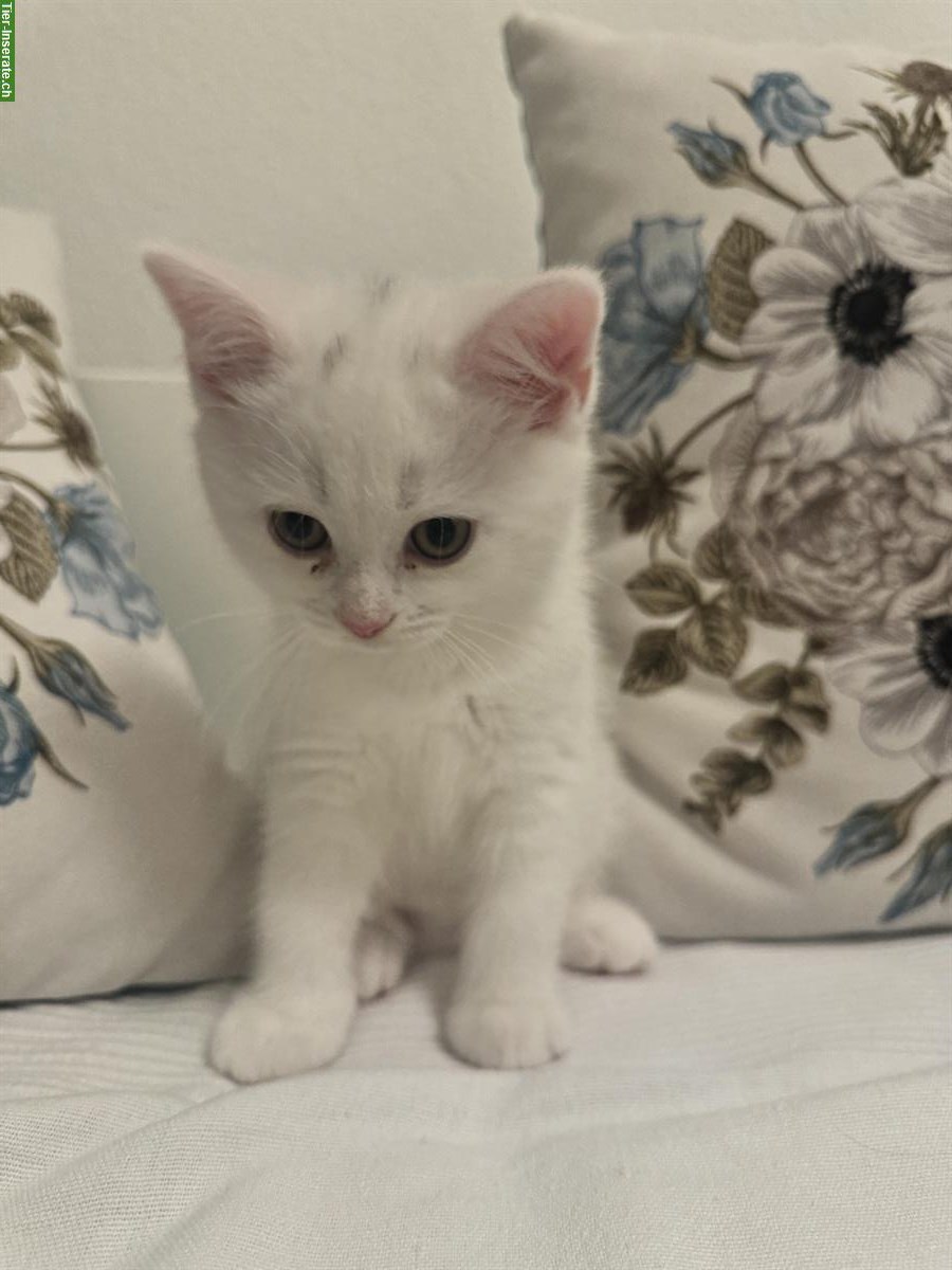 Bild 2: Britisch Kurzhaar Kitten, weiblich, weiss