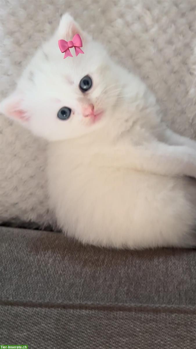 Bild 3: Britisch Kurzhaar Kitten, weiblich, weiss