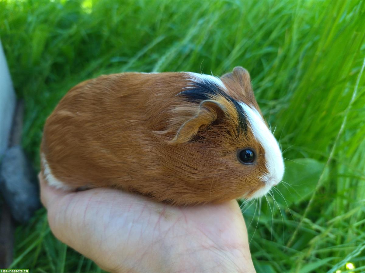 Verschiedenste junge Meerschweinchen abzugeben