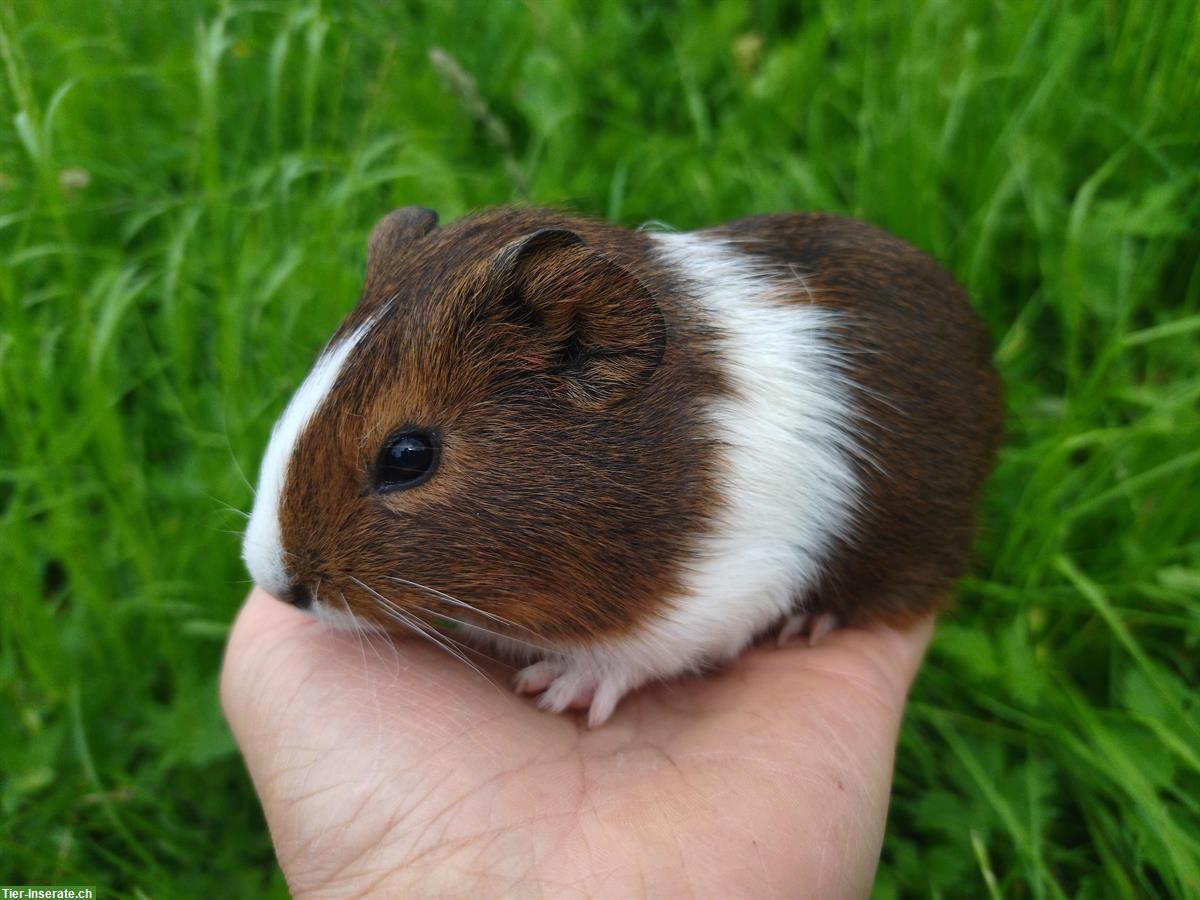 Bild 2: Verschiedenste junge Meerschweinchen abzugeben