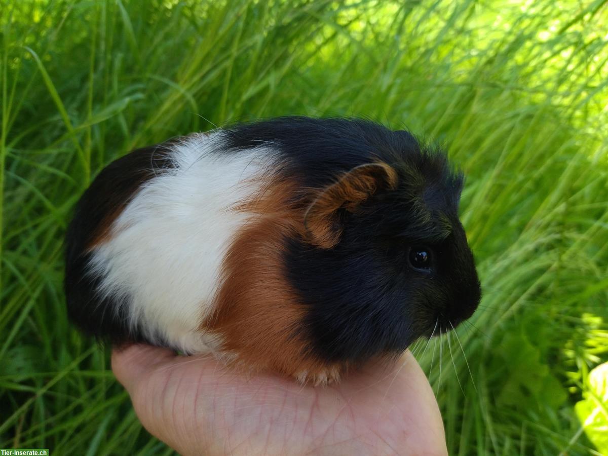 Bild 6: Verschiedenste junge Meerschweinchen abzugeben