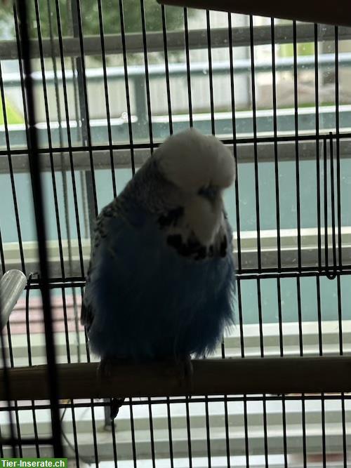 Bild 2: Wellensittiche Blau + Vogelkäfig zu verkaufen