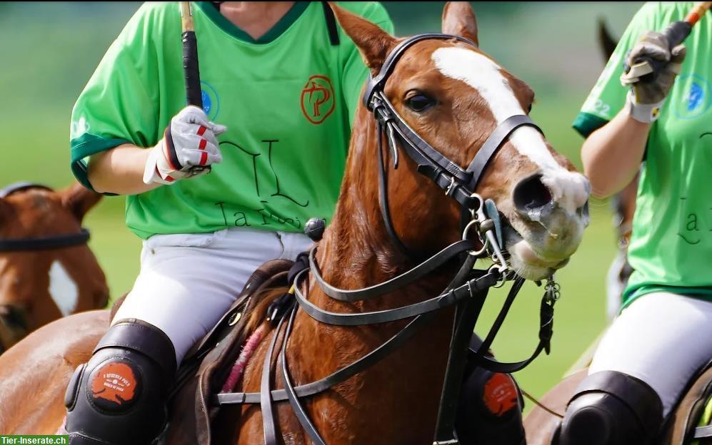 Polo Schnuppertag von PAS Polo - Dauer 3 Stunden