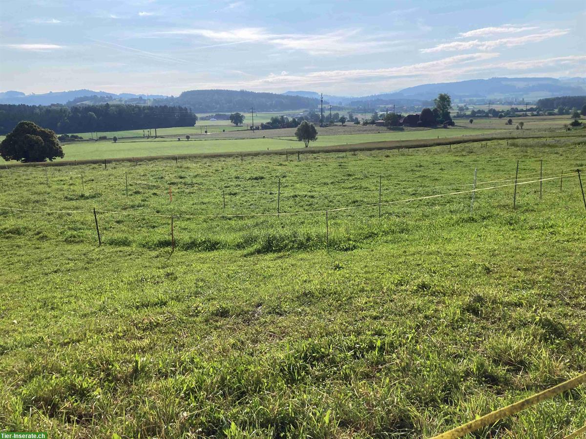 Bild 5: Pferdeboxe mit grossem Auslauf am Stadtrand von Bern