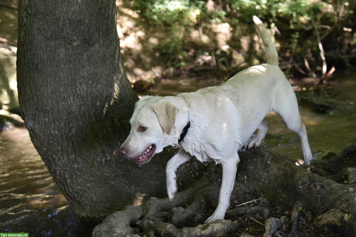 Bild 3: Wurfankündigung: Labrador Welpen charcoal & silber mit Ahnentafel