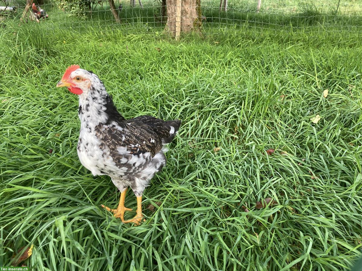 Blumenhuhn Hähne abzugeben