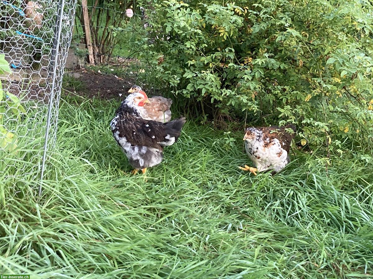 Bild 2: Blumenhuhn Hähne abzugeben