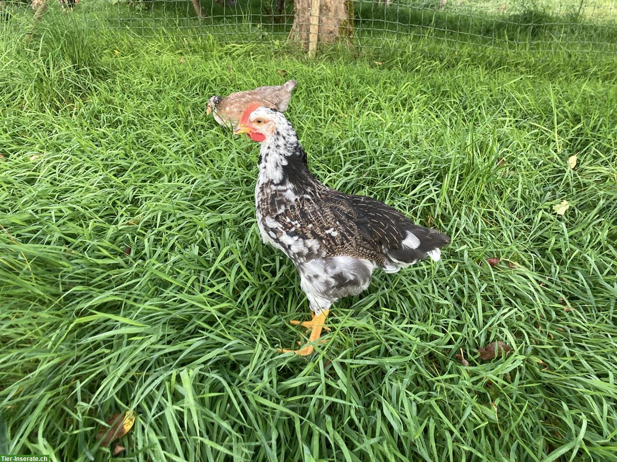 Bild 3: Blumenhuhn Hähne abzugeben