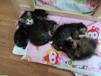 Sibirische Katzen - Kitten zu verkaufen