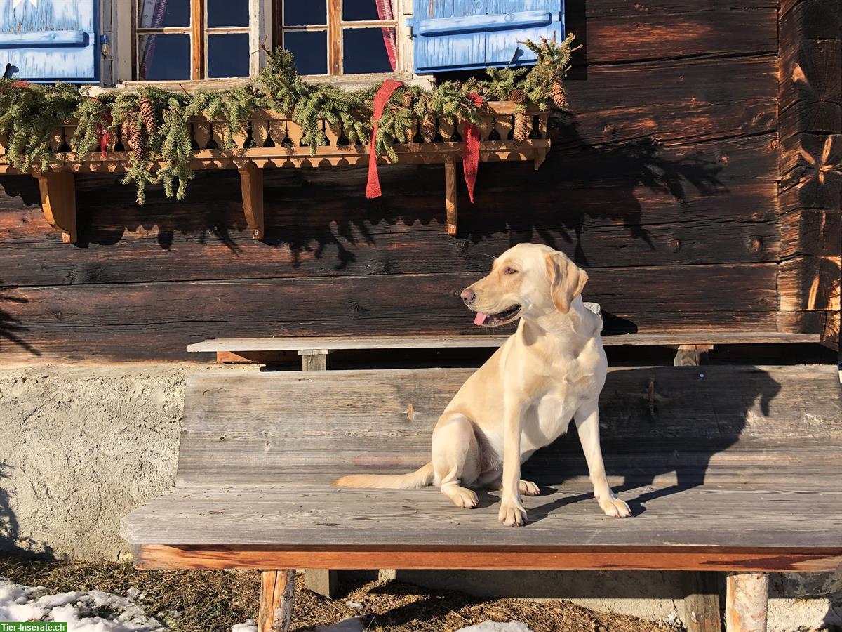 Bild 3: Labrador Hündin Lucy sucht ein neues Zuhause