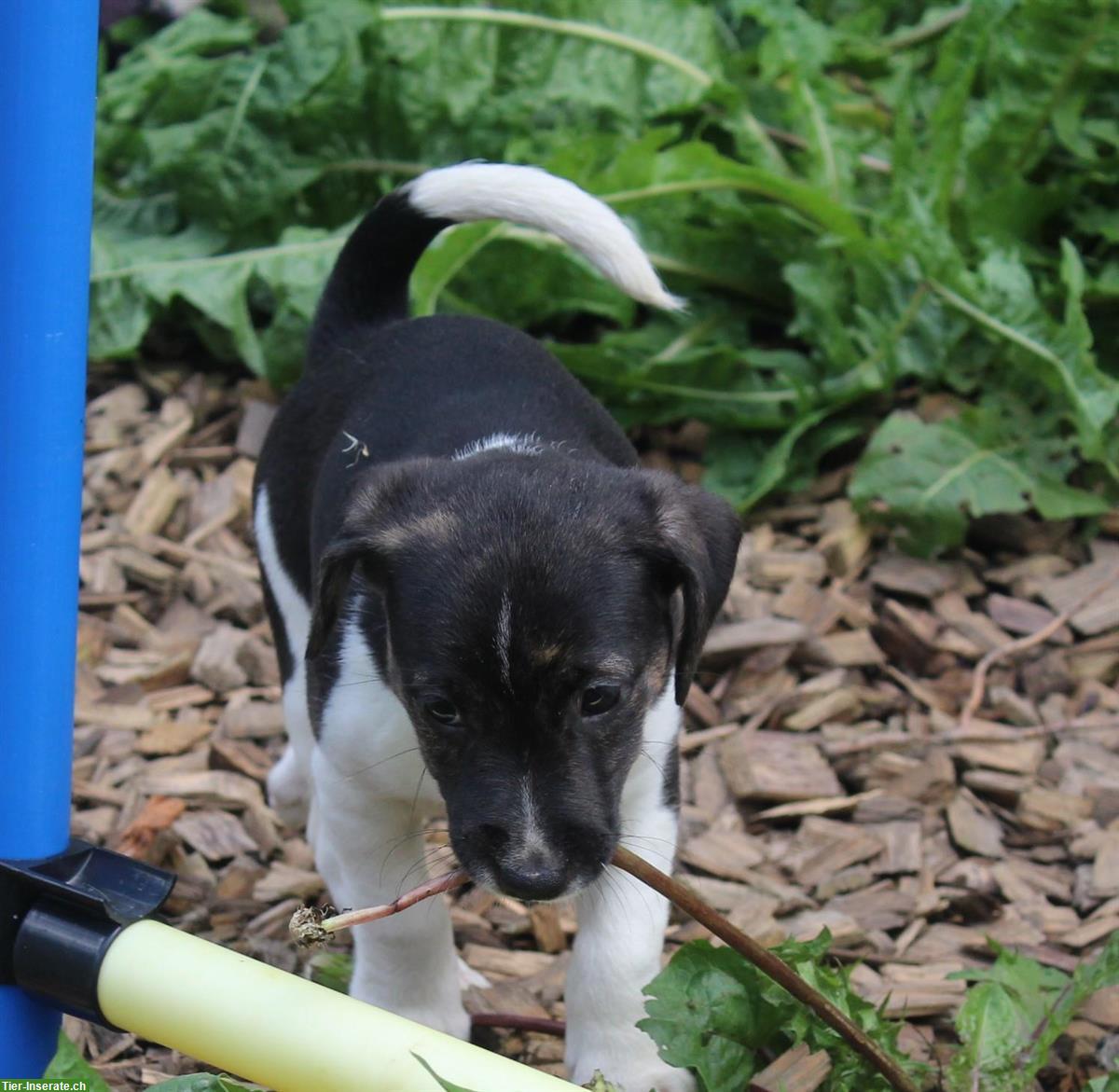 Parson Russell Terrier Welpen in spezieller Färbung