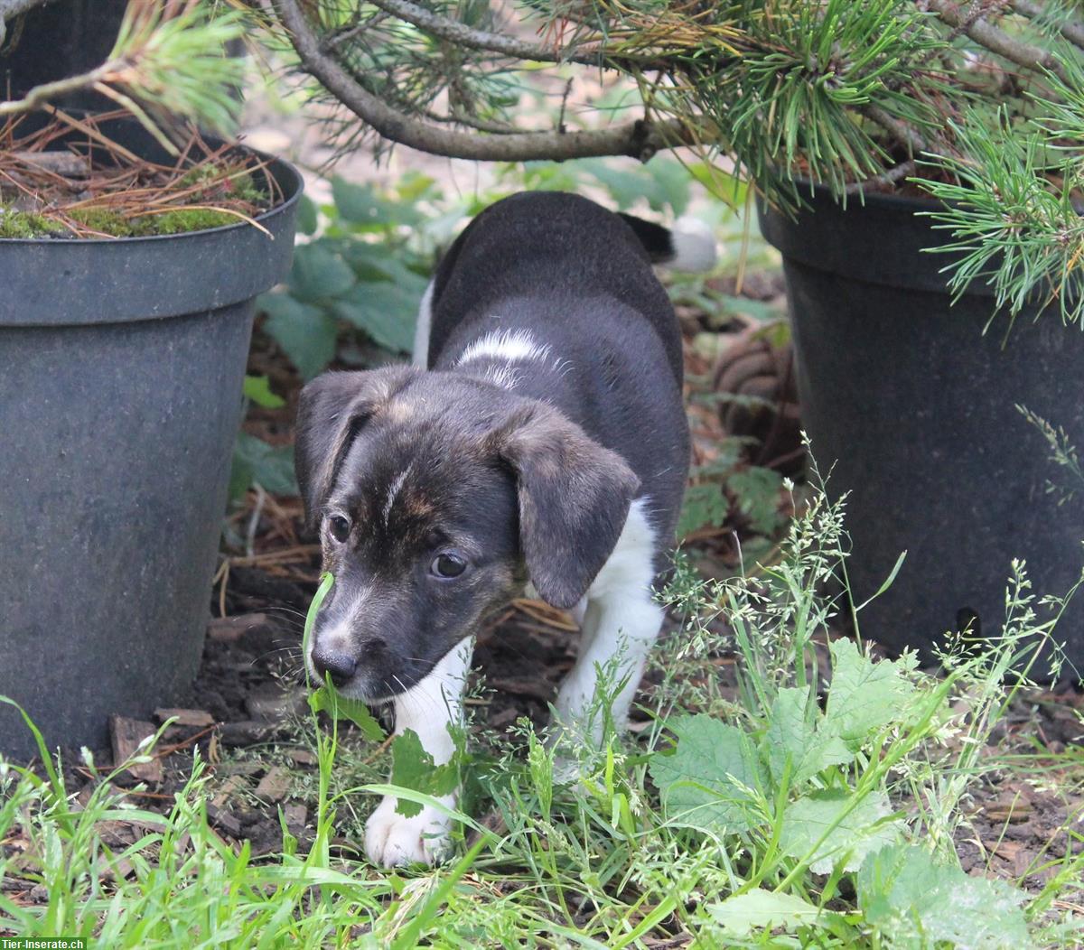 Bild 2: Parson Russell Terrier Welpen in spezieller Färbung