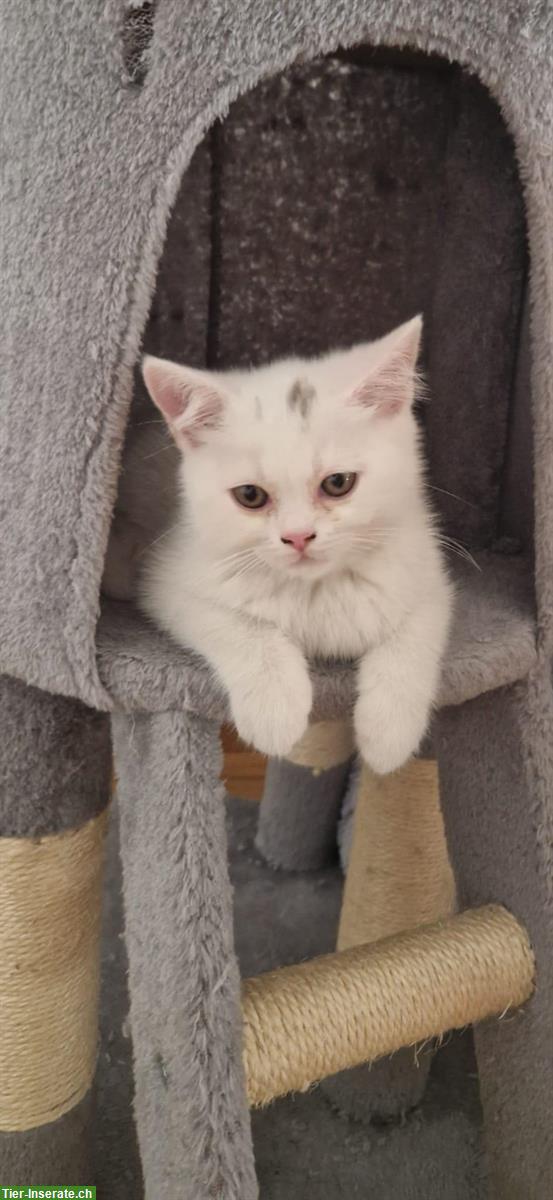 Bild 3: Britisch Kurzhaar, BKH Kitten getigert & weiss zu verkaufen
