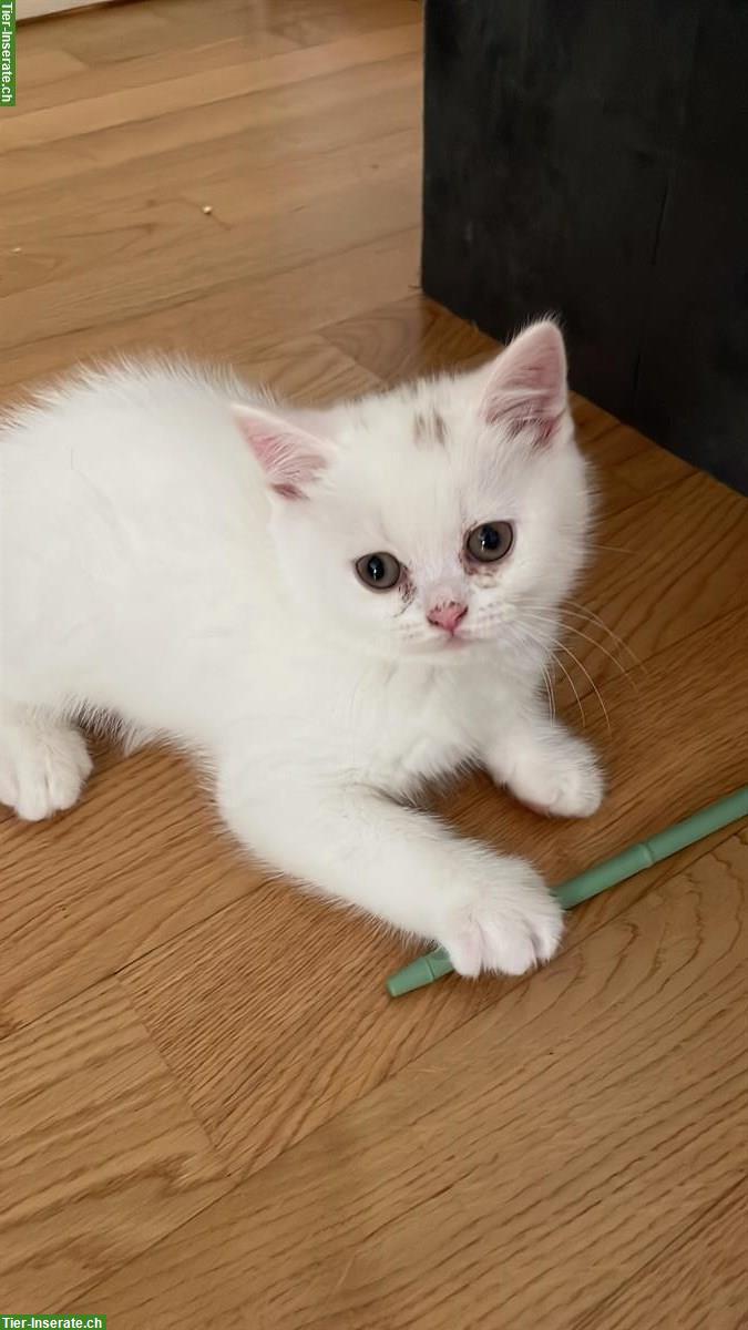 Bild 4: Britisch Kurzhaar, BKH Kitten getigert & weiss zu verkaufen