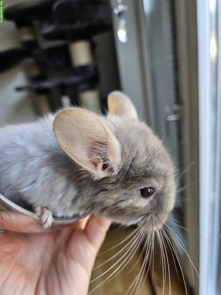 Chinchilla Babys aus Hobbyzucht