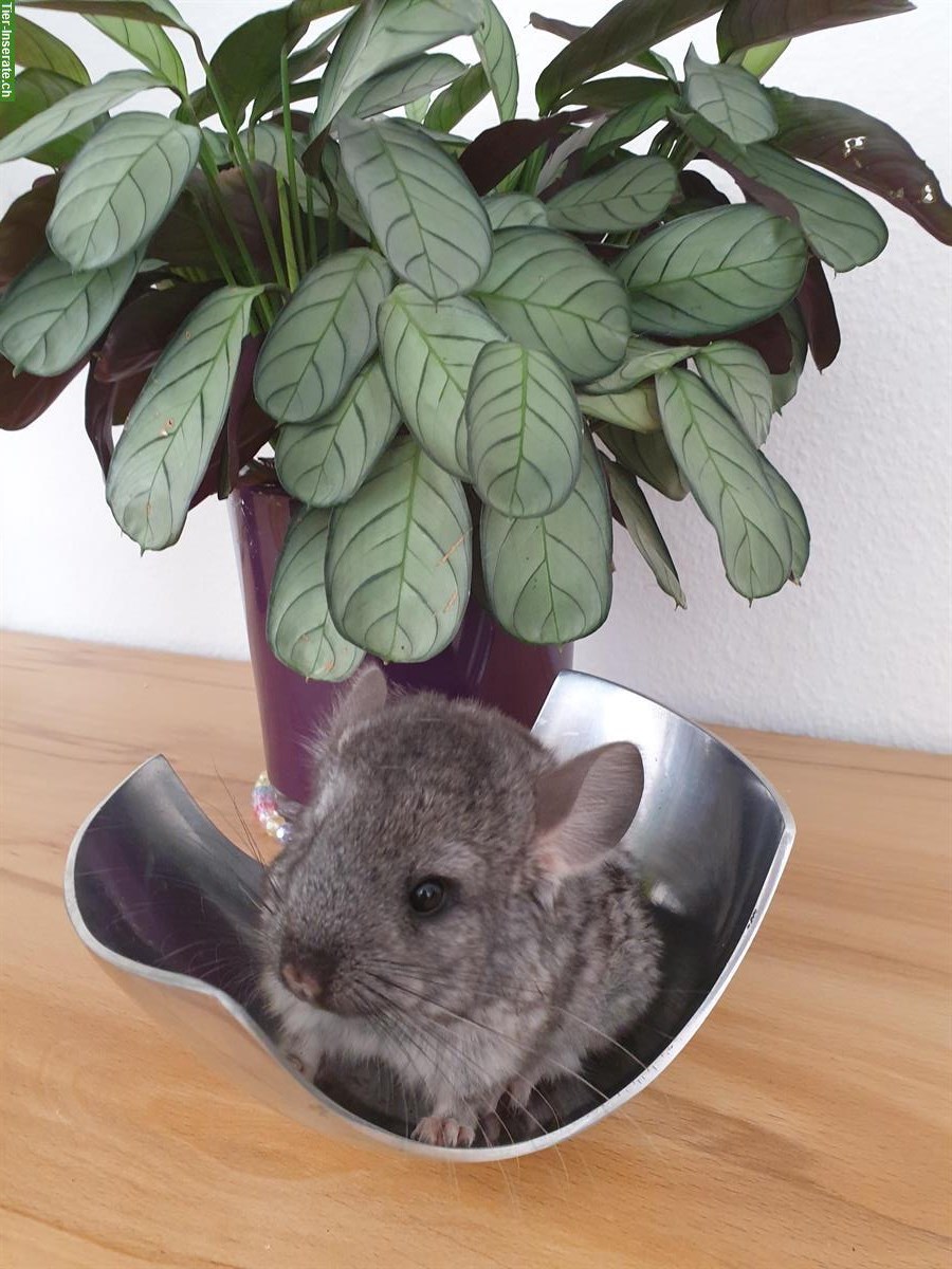 Bild 3: Chinchilla Babys aus Hobbyzucht