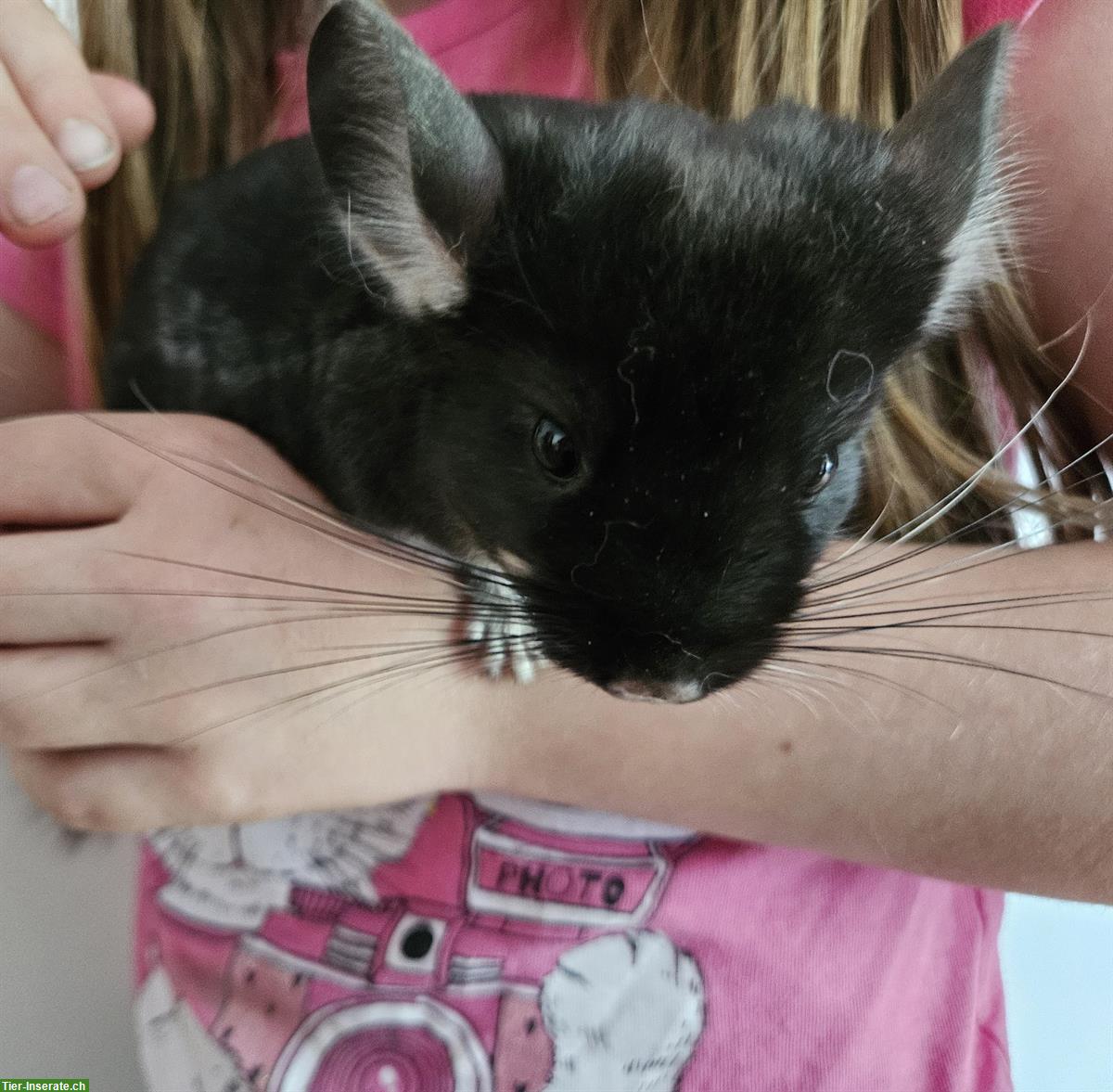 Bild 4: Chinchilla Babys aus Hobbyzucht