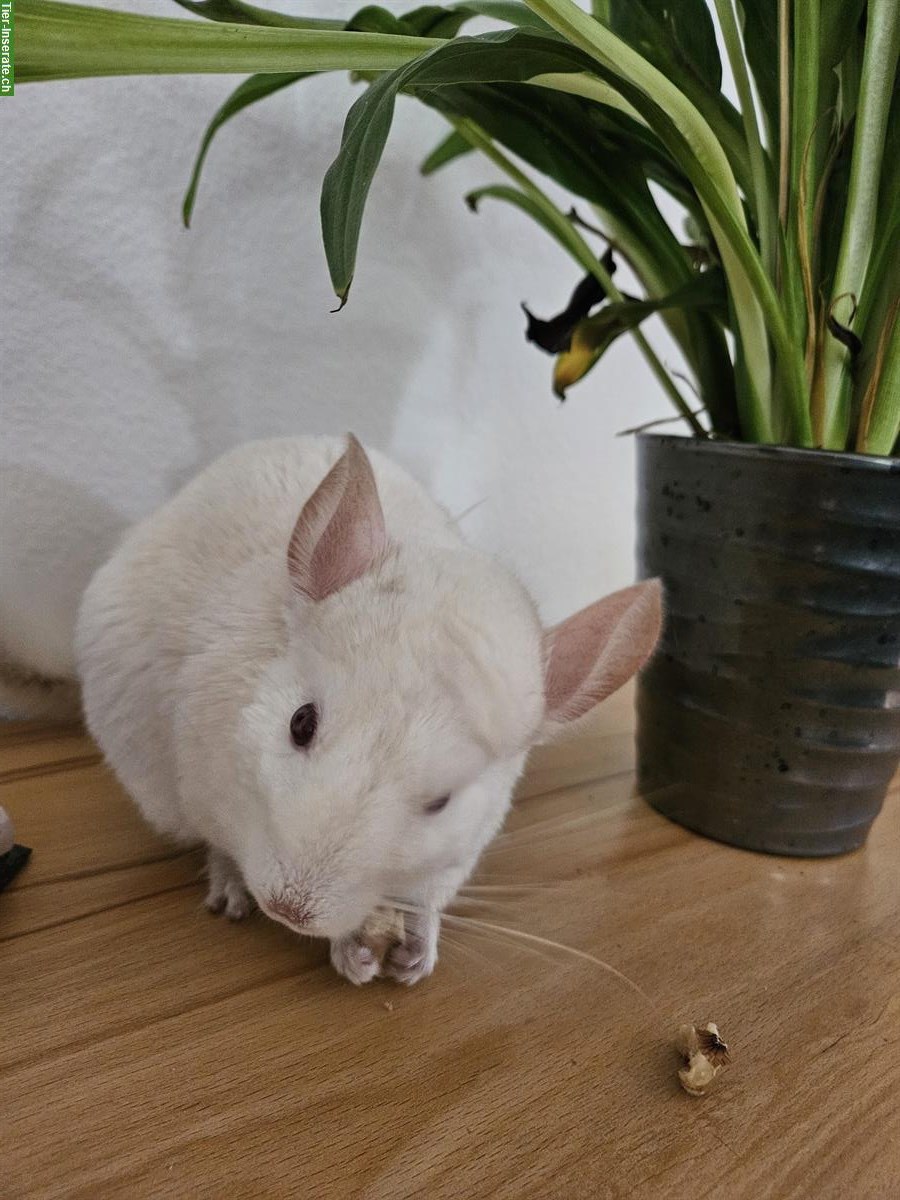 Bild 7: Chinchilla Babys aus Hobbyzucht