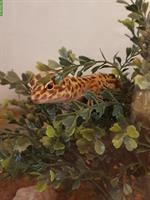 Leopardgecko Weibchen sucht neues Zuhause