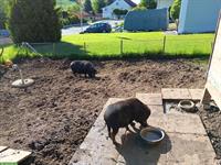 2 Mini Schweine suchen ein neues Zuhause