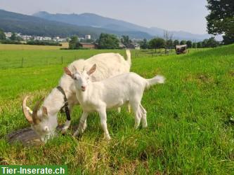 Saanenziegen Gitzi von KB Ziegenbock