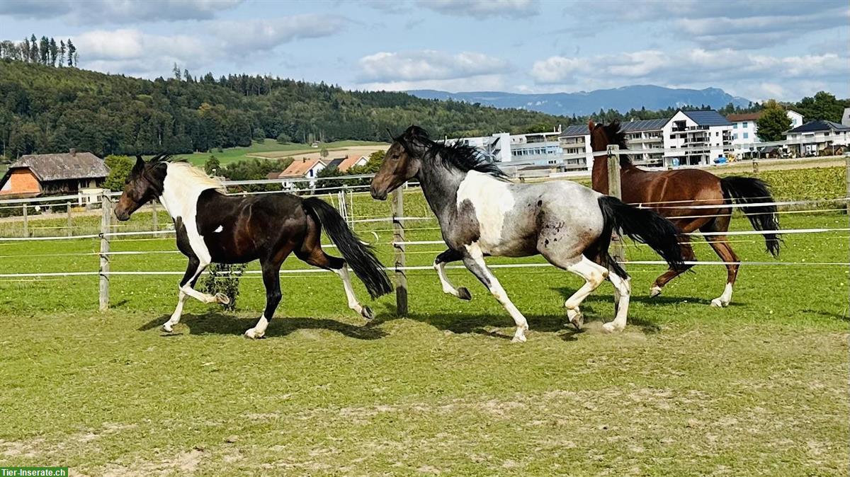 Bild 2: Wunderschöner Mangalarga Marchador Wallach zu verkaufen