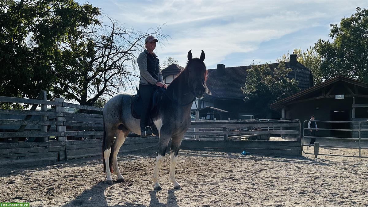 Bild 3: Wunderschöner Mangalarga Marchador Wallach zu verkaufen