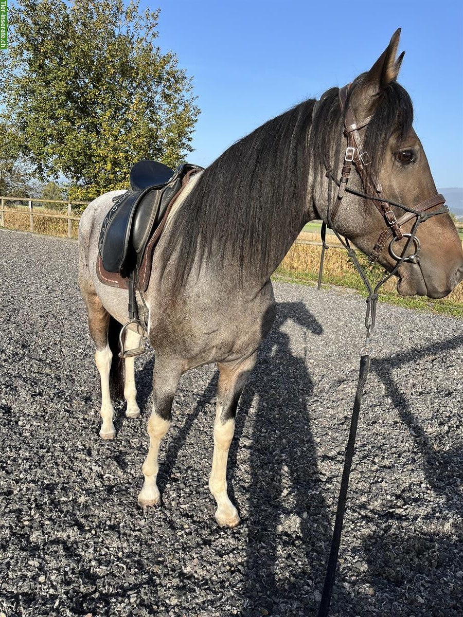 Bild 5: Wunderschöner Mangalarga Marchador Wallach zu verkaufen