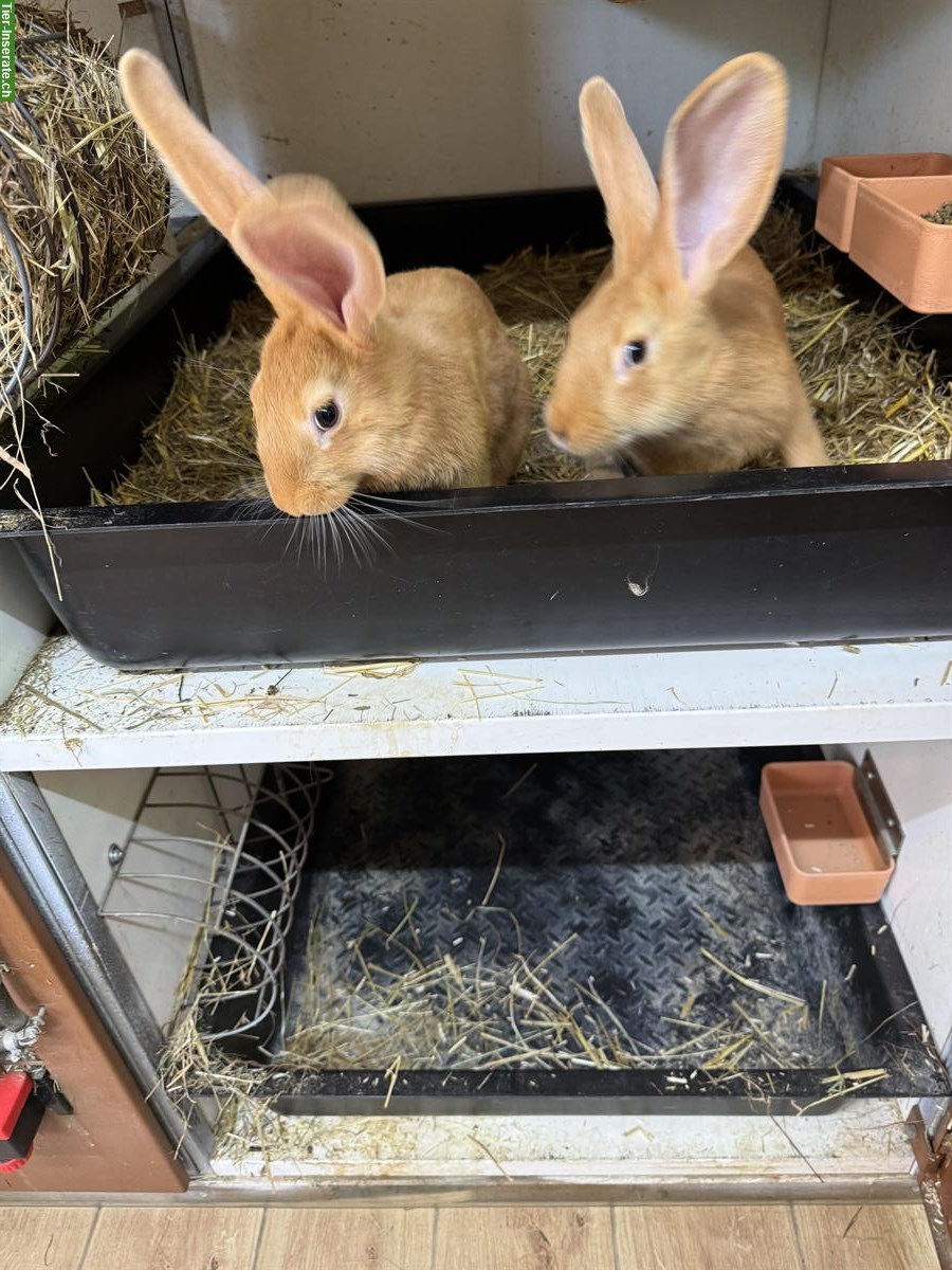 Bild 2: Reinrassige Burgunder Zippe mit 4 jungen Kaninchen