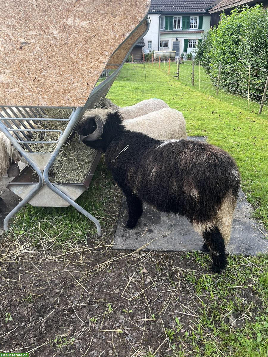 Bild 4: Walliser Schwarznasen Widder zu verkaufen