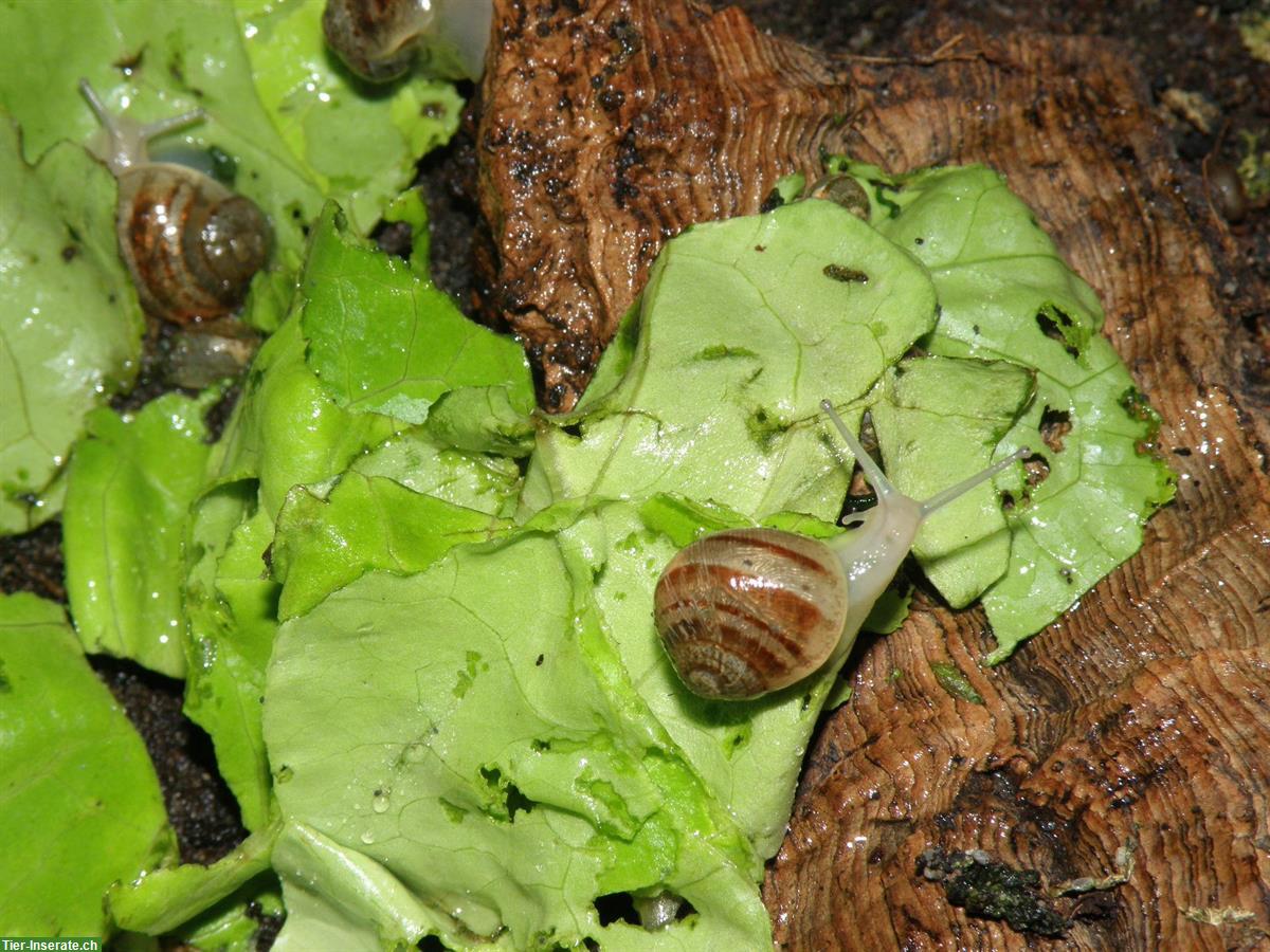 Junge Gefleckte Weinbergschnecken, Helix aspersa muller