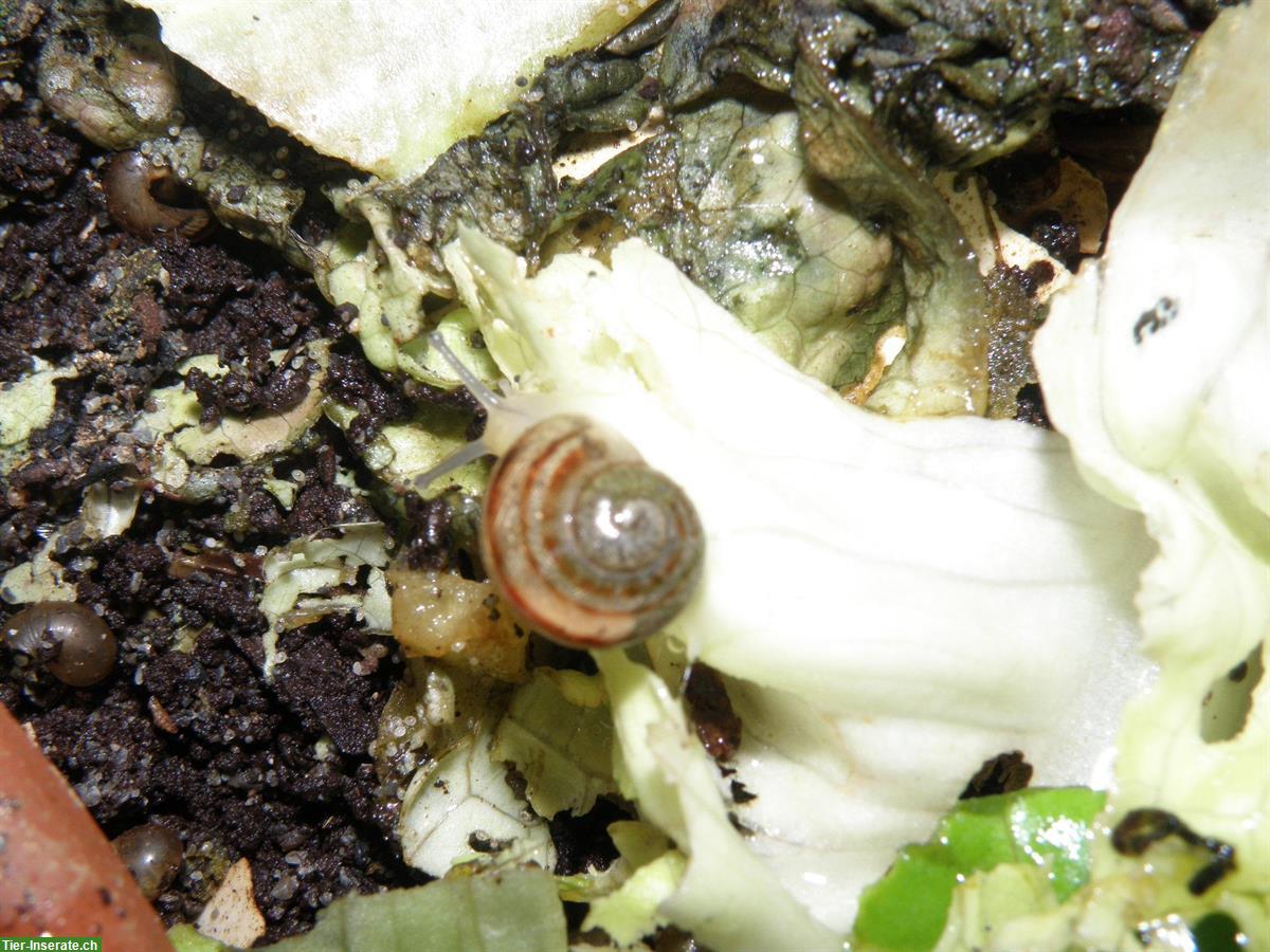 Bild 10: Junge Gefleckte Weinbergschnecken, Helix aspersa muller