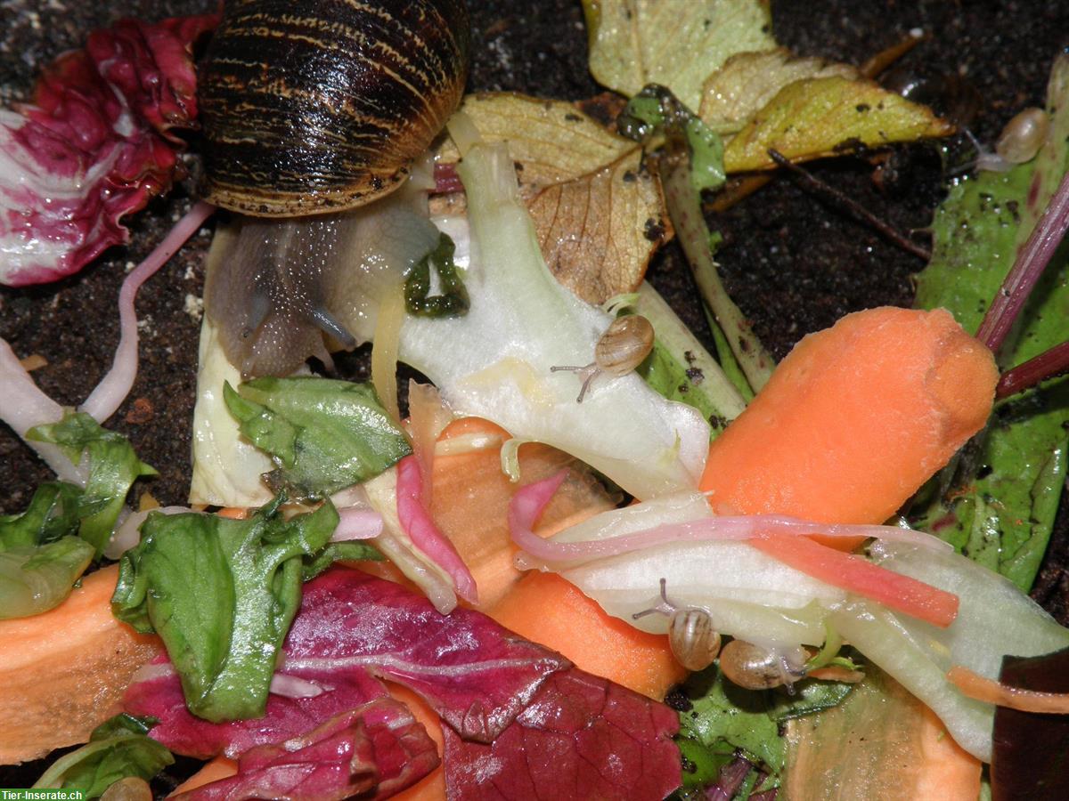 Bild 2: Junge Gefleckte Weinbergschnecken, Helix aspersa muller