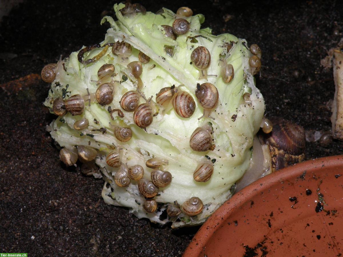 Bild 3: Junge Gefleckte Weinbergschnecken, Helix aspersa muller