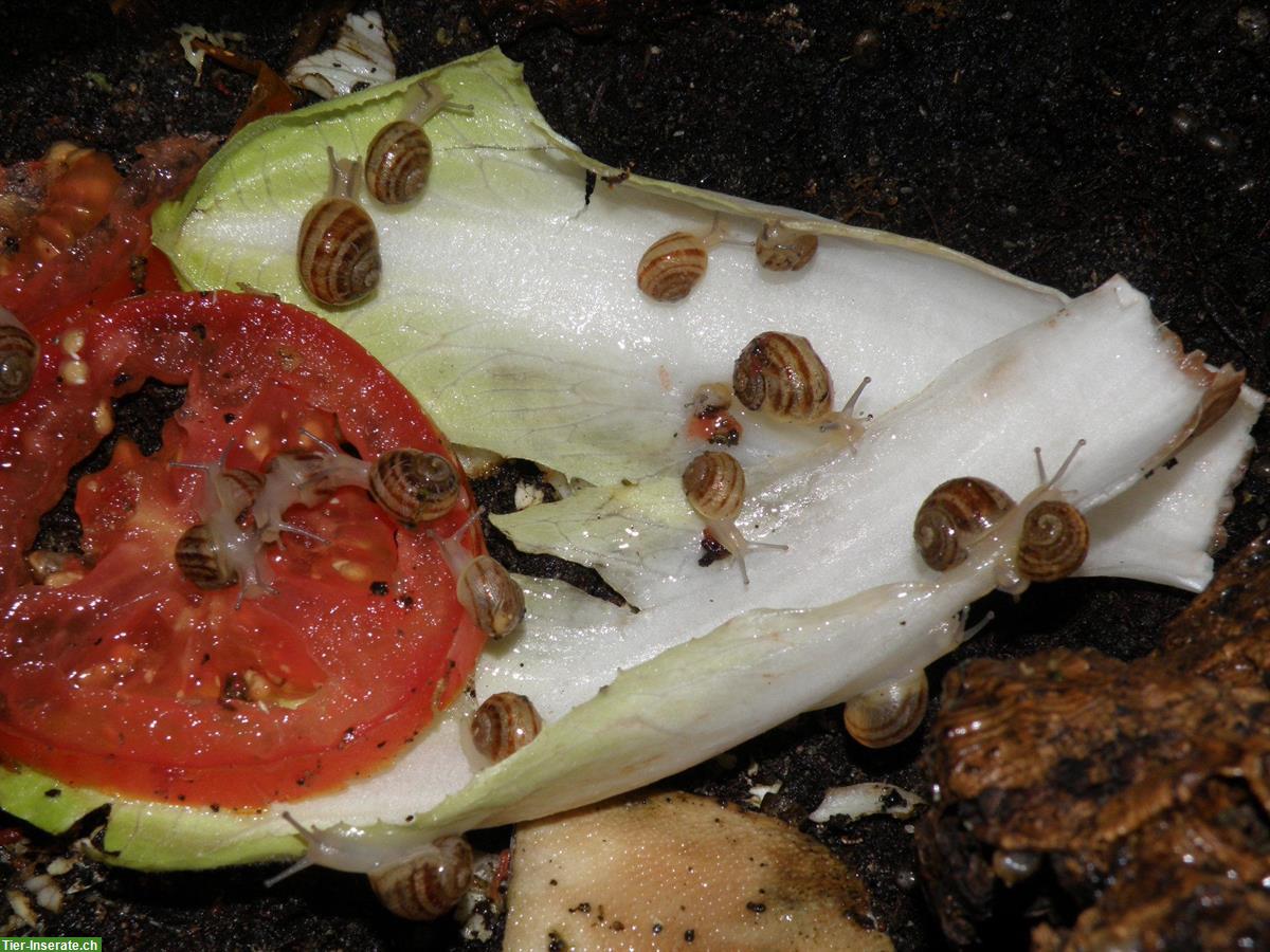 Bild 4: Junge Gefleckte Weinbergschnecken, Helix aspersa muller